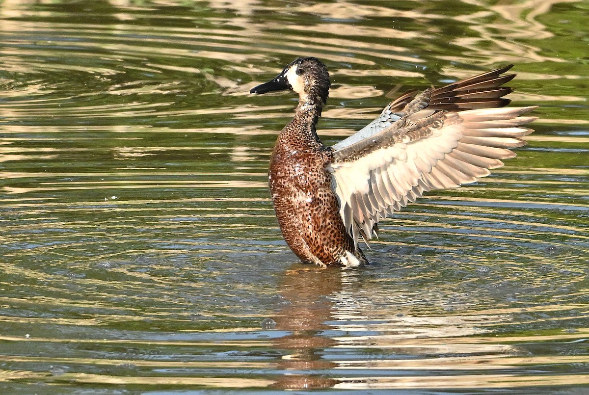 Blue-winged/Cinnamon Teal - ML620333498