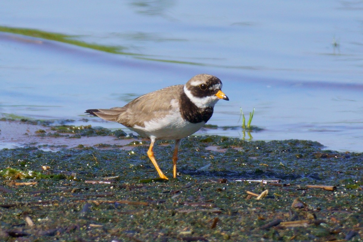 Common Ringed Plover - ML620333499
