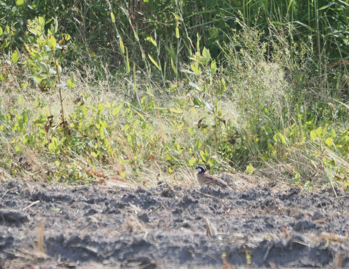 Northern Bobwhite - ML620333500