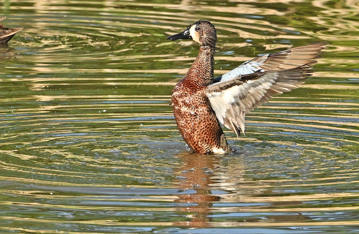 Blue-winged/Cinnamon Teal - Wayne Oakes