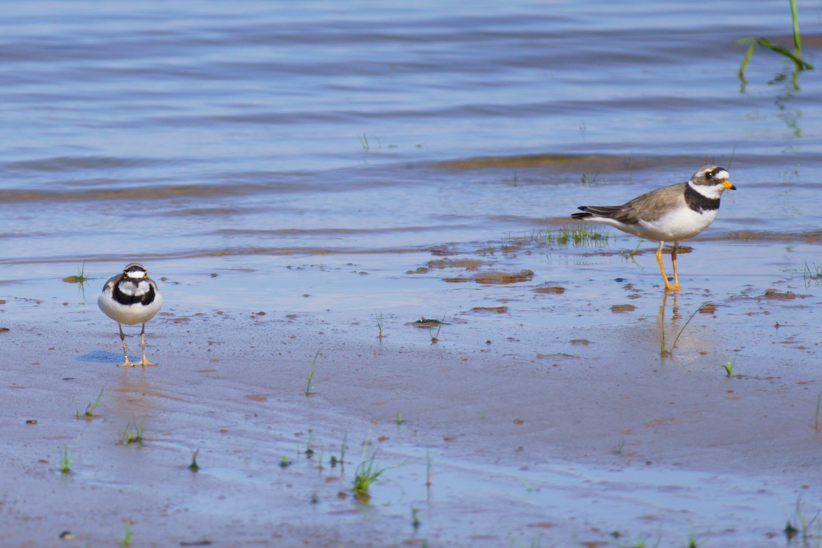 Little Ringed Plover - ML620333503