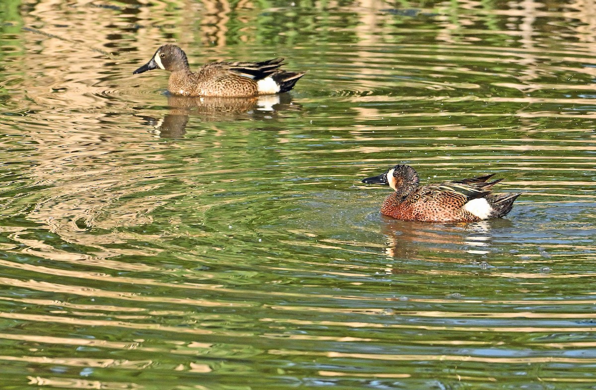 Blue-winged/Cinnamon Teal - ML620333504