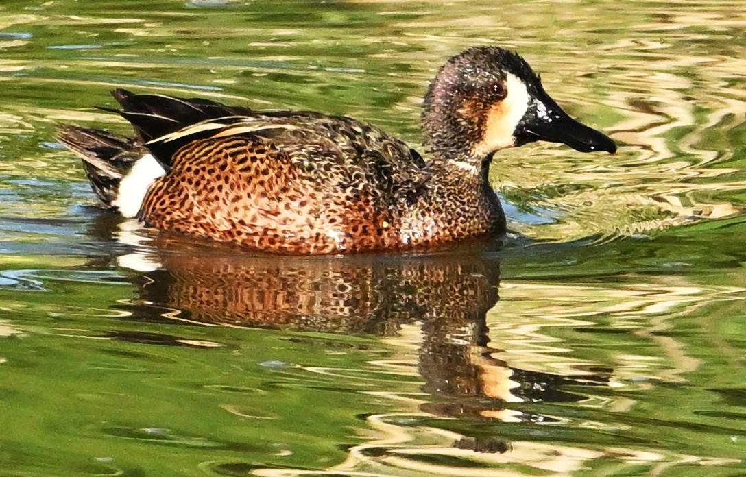 Blue-winged/Cinnamon Teal - ML620333508