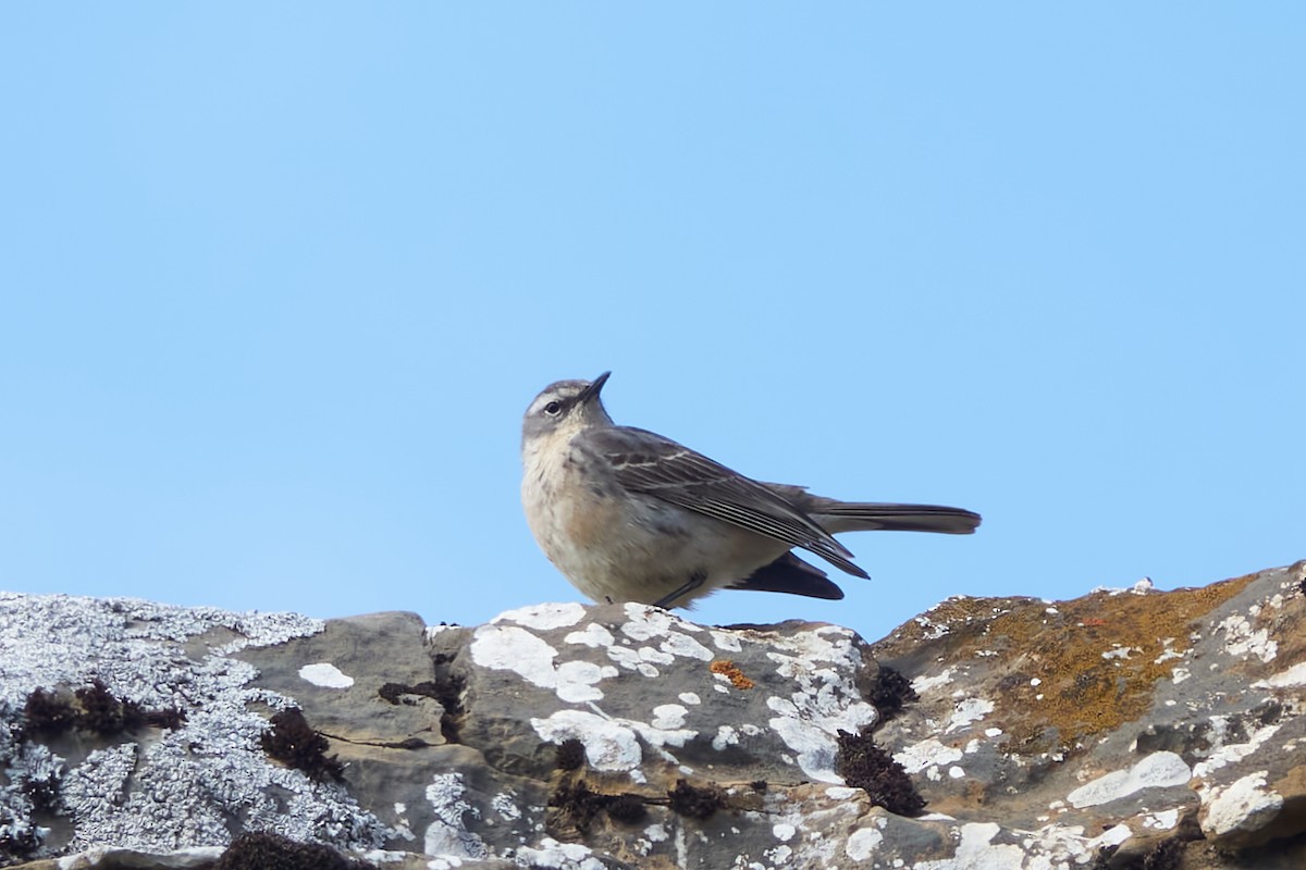 Water Pipit - ML620333509