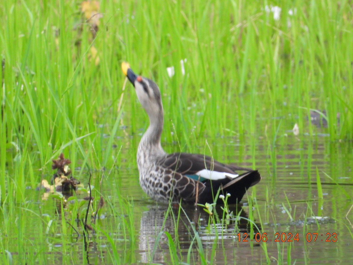 Canard à bec tacheté - ML620333510