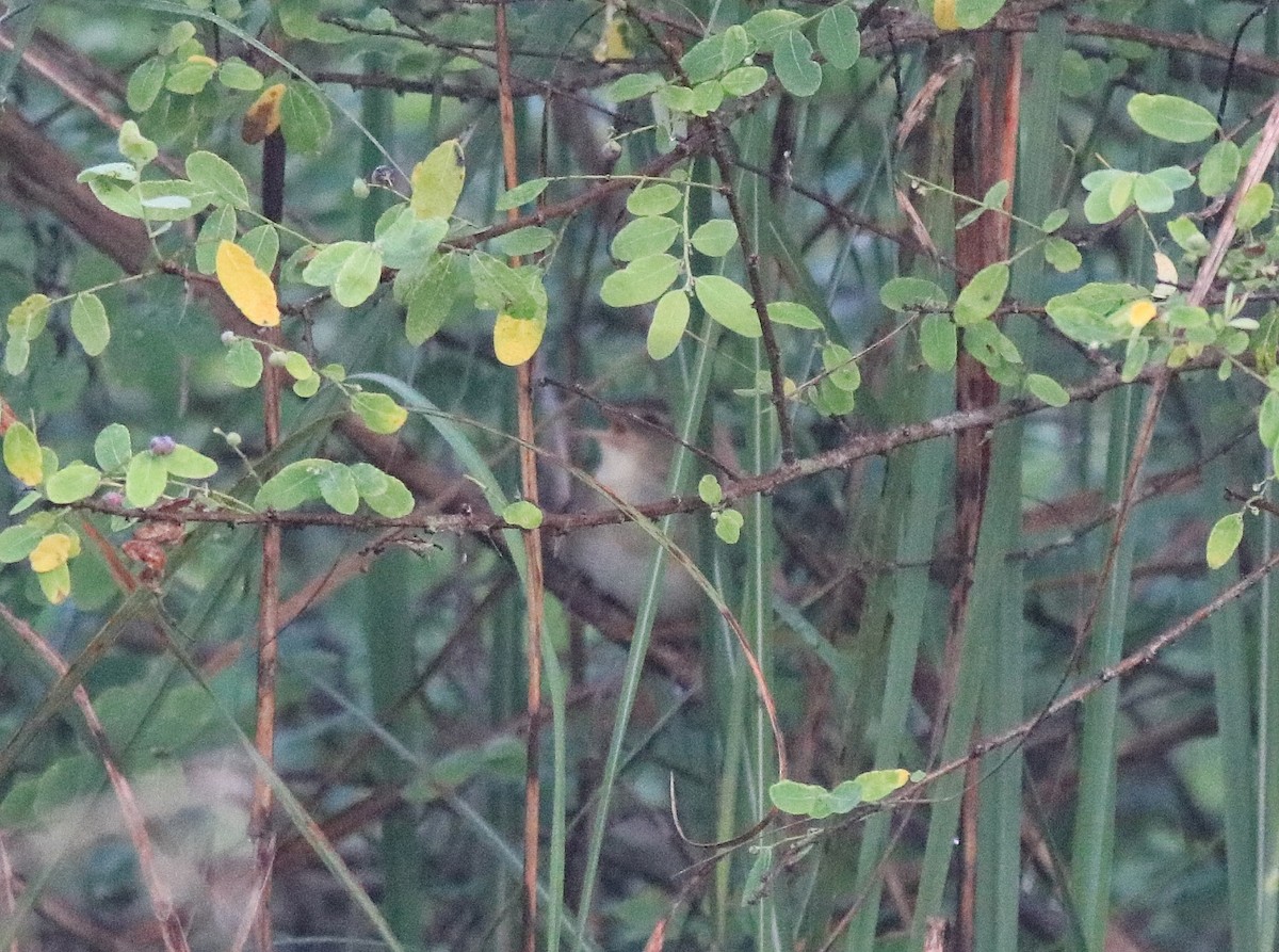 Pallas's Grasshopper Warbler - ML620333513