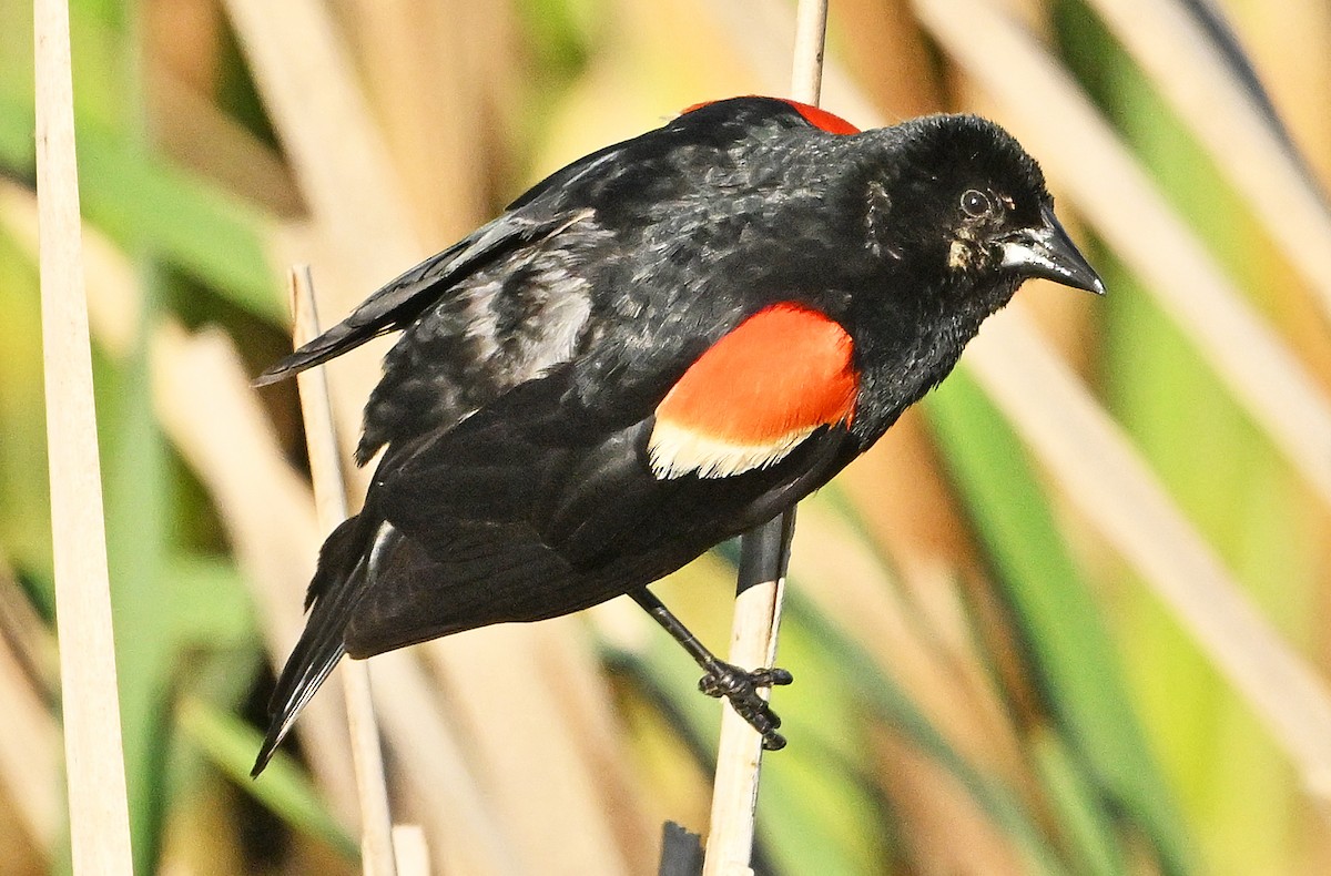 Red-winged Blackbird - ML620333520