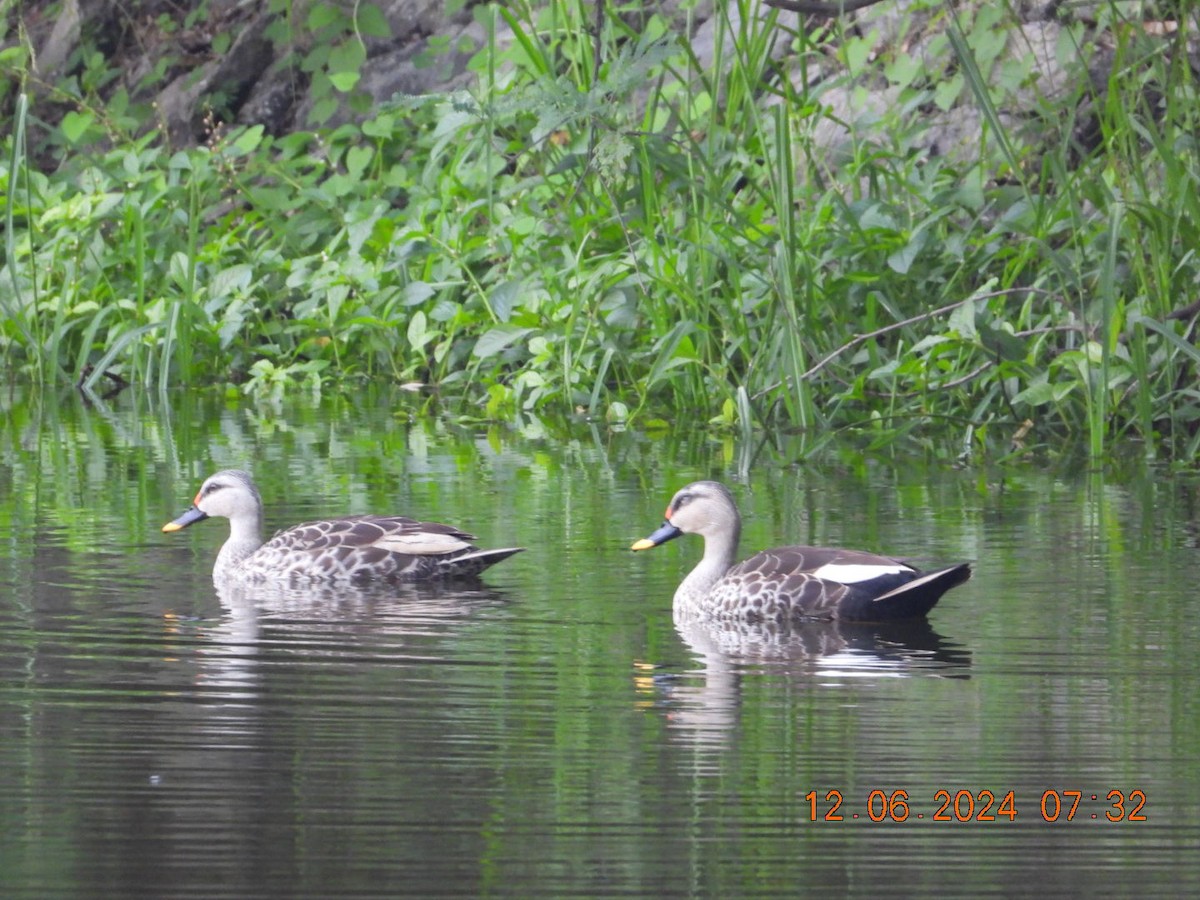 Indian Spot-billed Duck - ML620333539