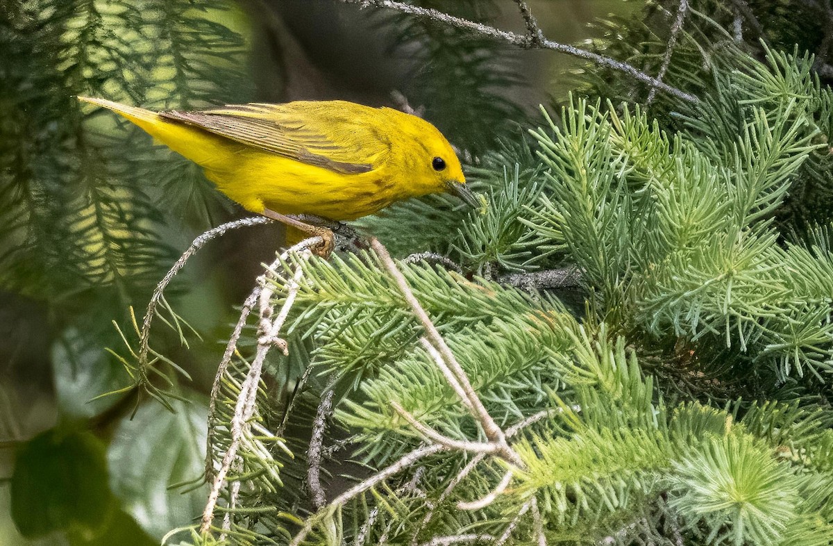 Yellow Warbler - ML620333544