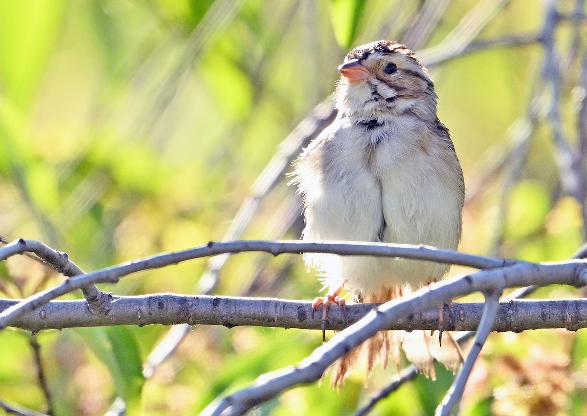 Clay-colored Sparrow - ML620333547