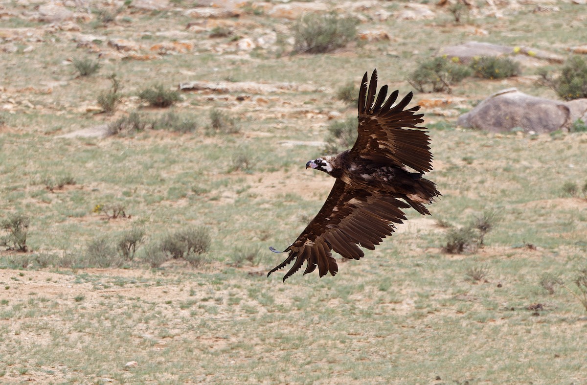 Cinereous Vulture - ML620333548