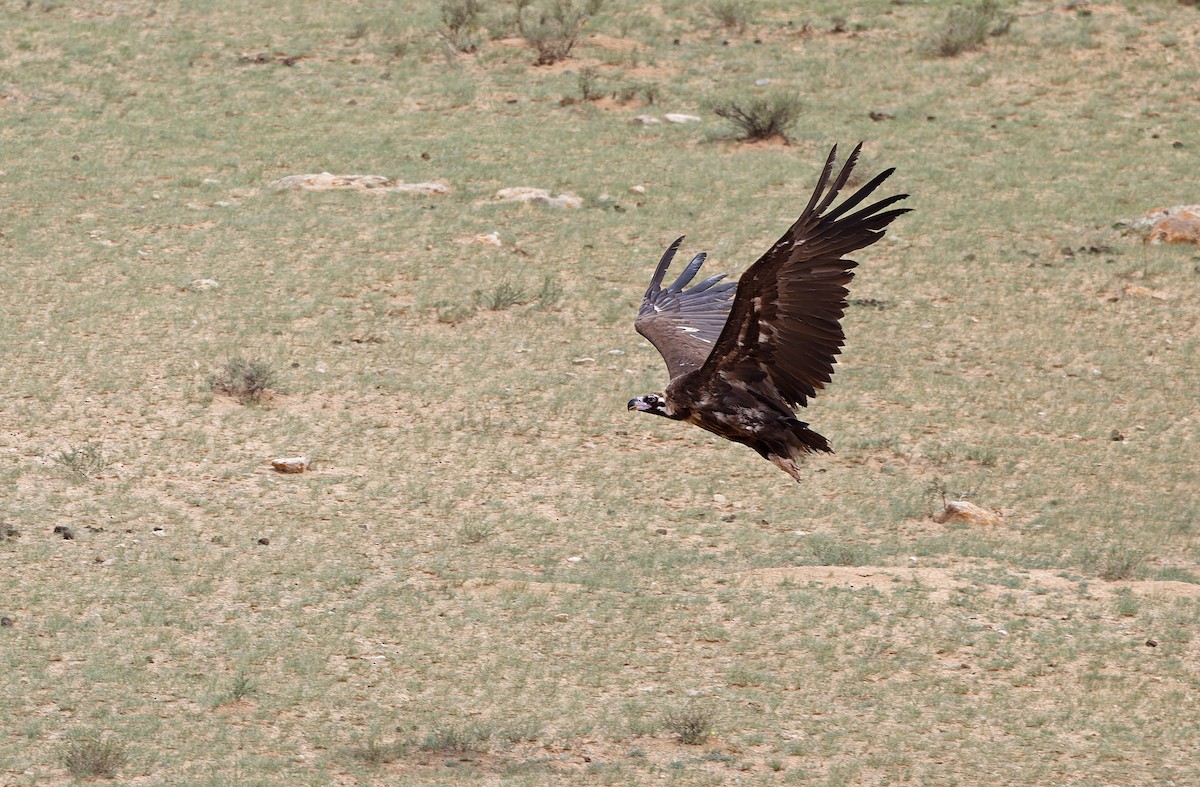 Cinereous Vulture - ML620333549