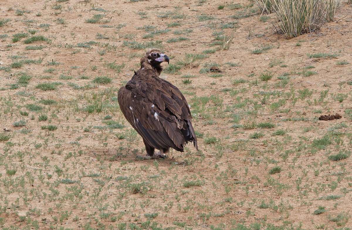 Cinereous Vulture - ML620333550