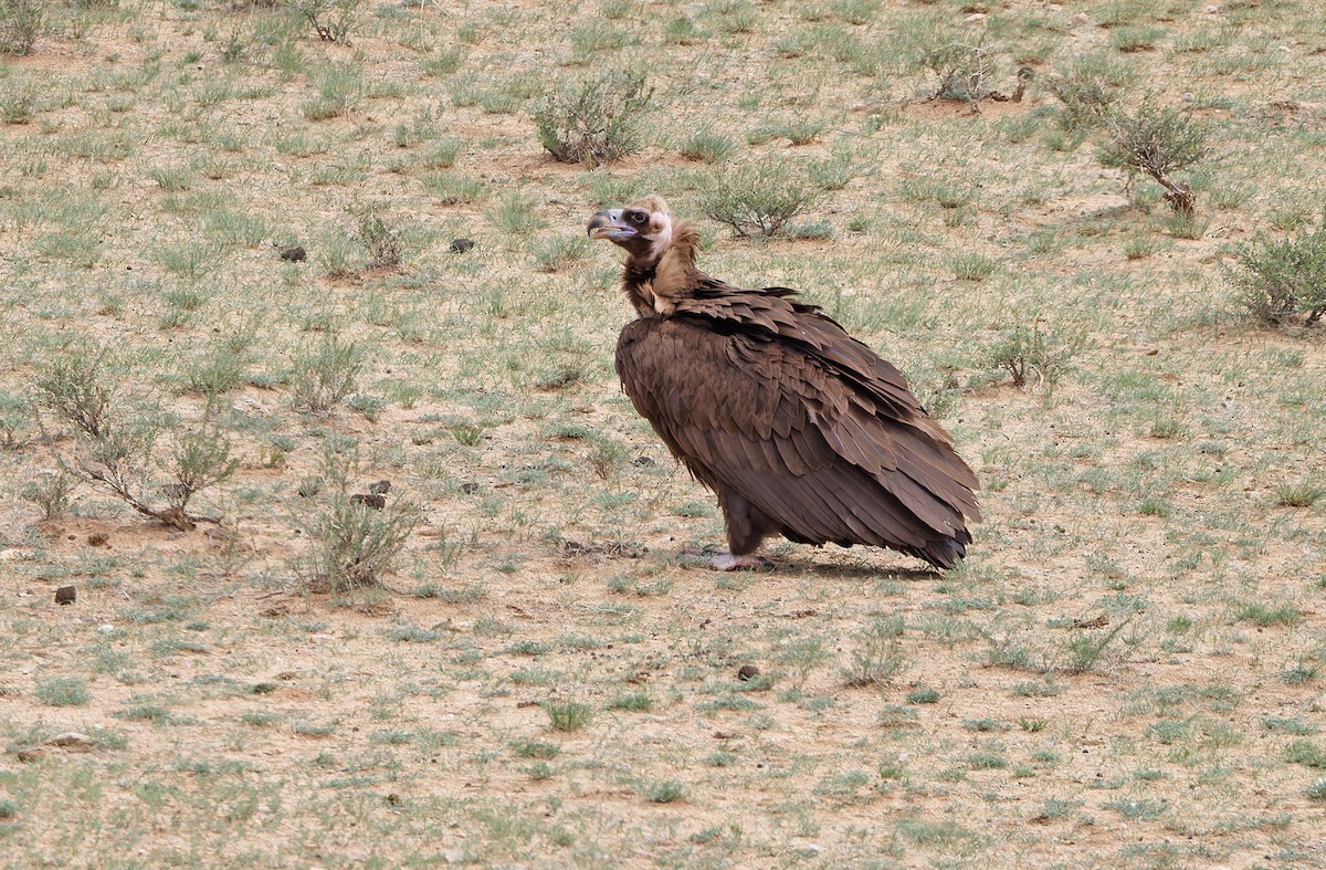 Cinereous Vulture - ML620333551