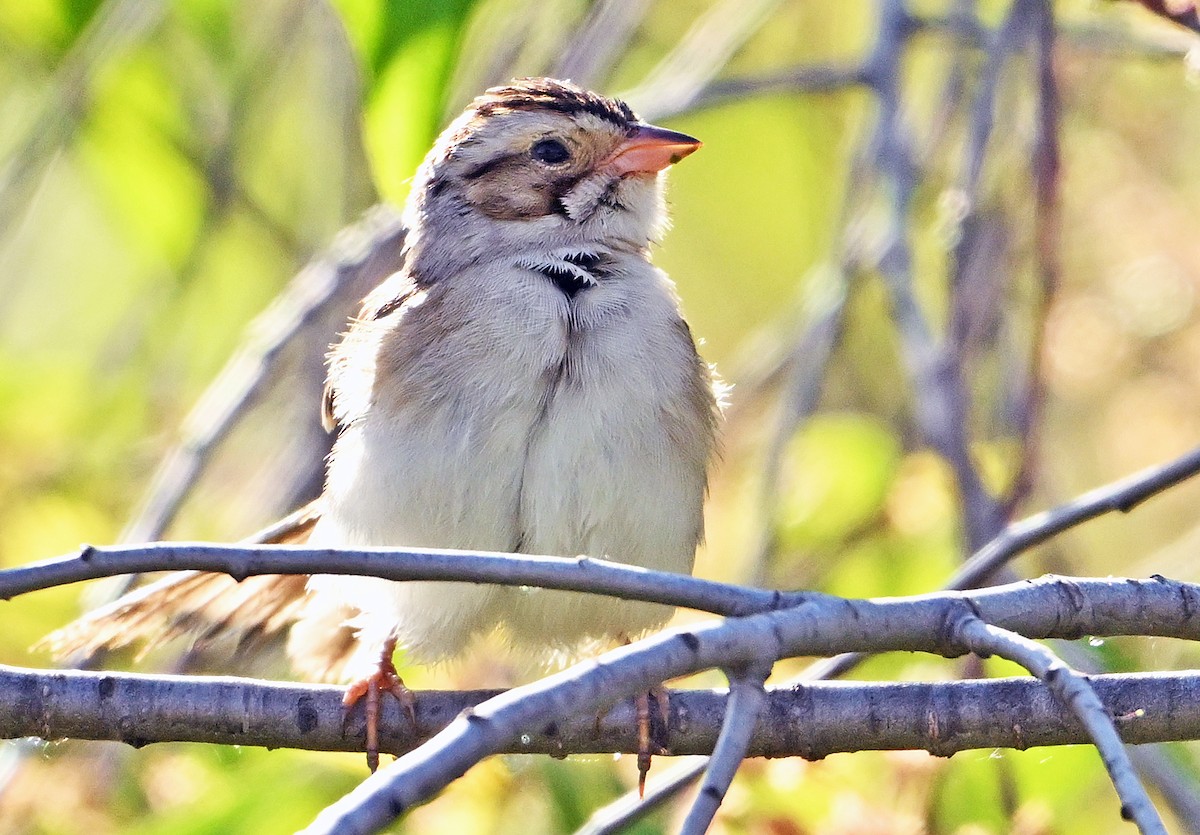 Clay-colored Sparrow - ML620333552