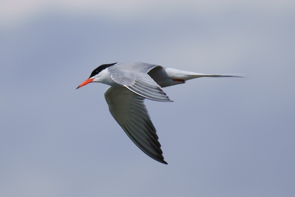 Common Tern - ML620333557