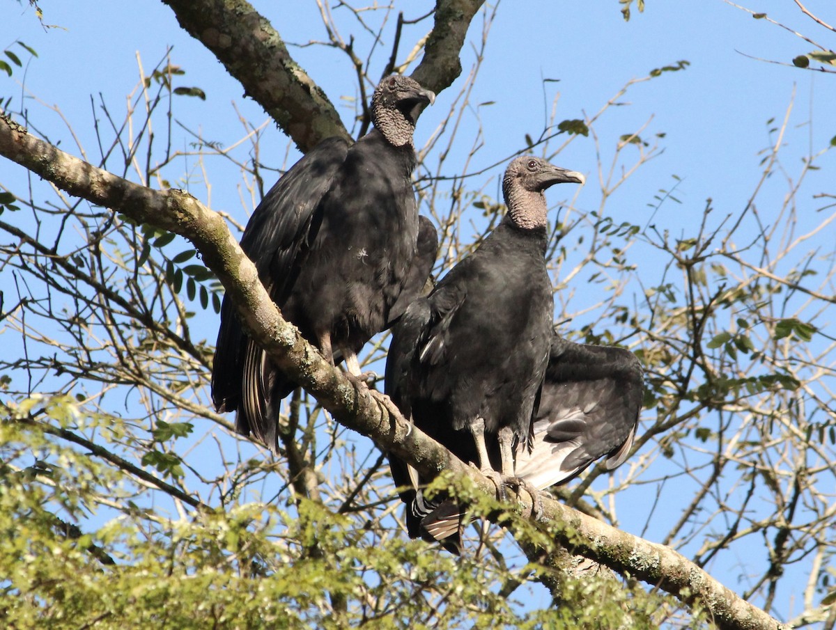 Black Vulture - ML620333567
