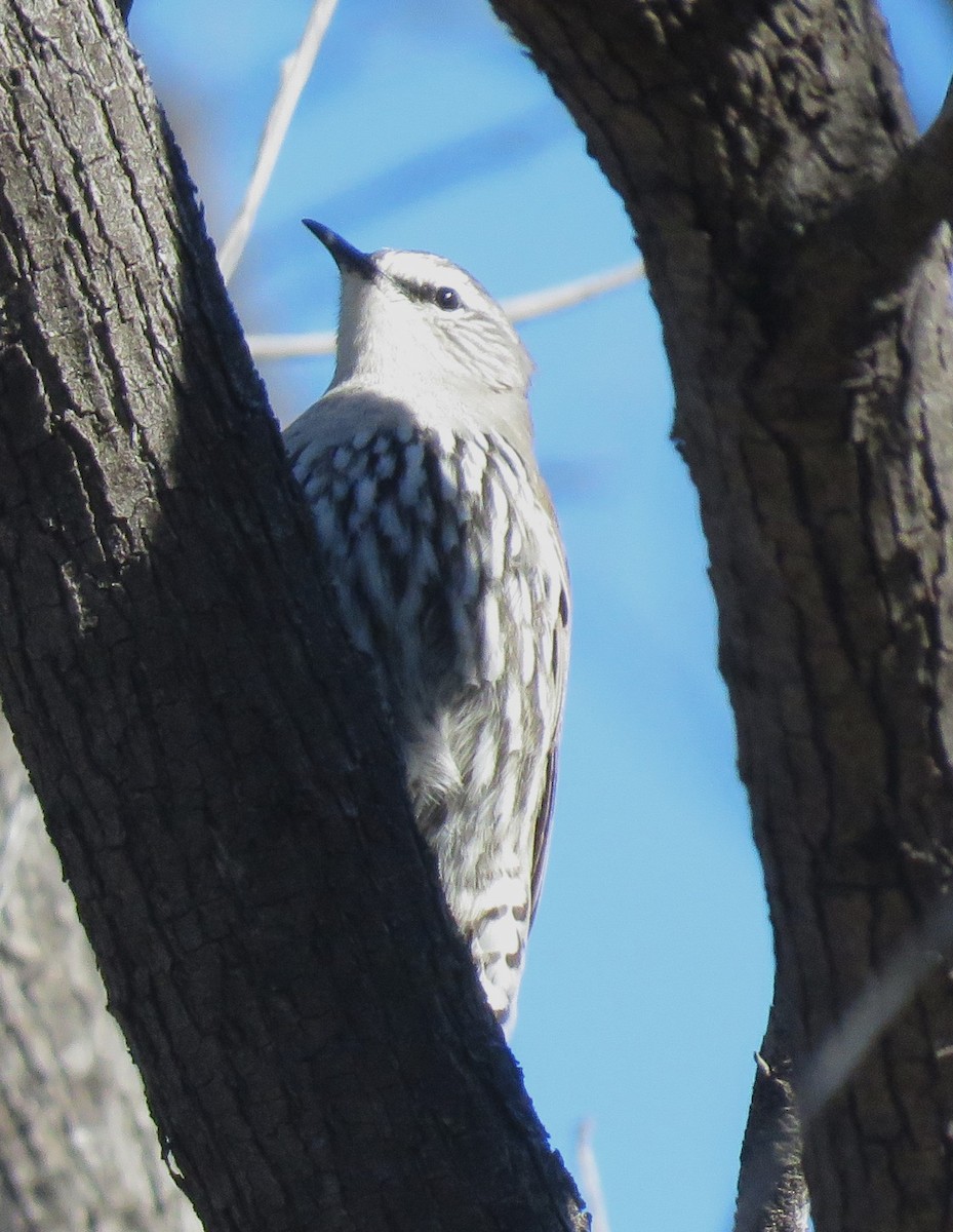 White-browed Treecreeper - ML620333587