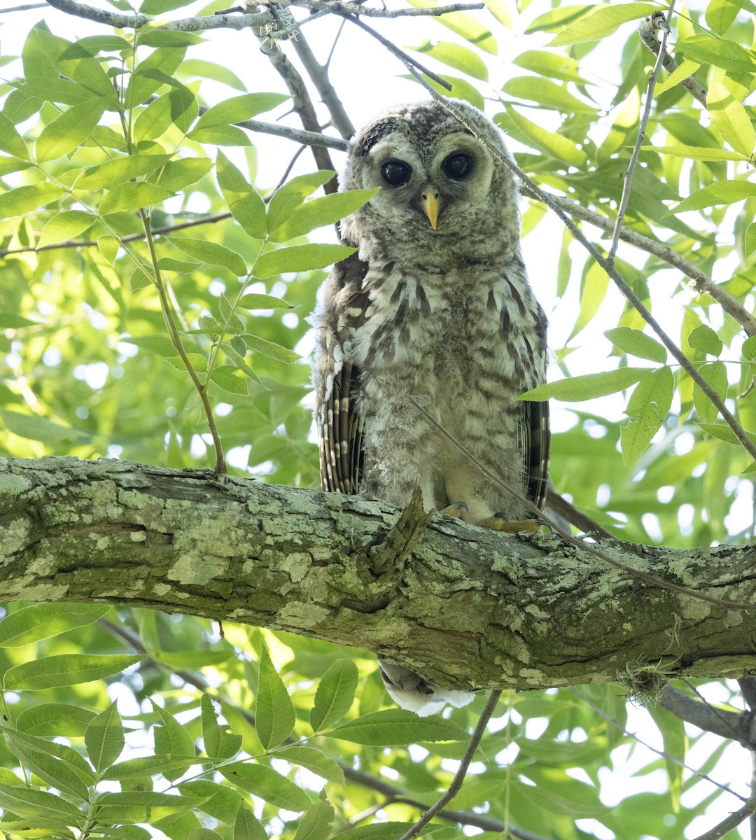 Barred Owl - ML620333588