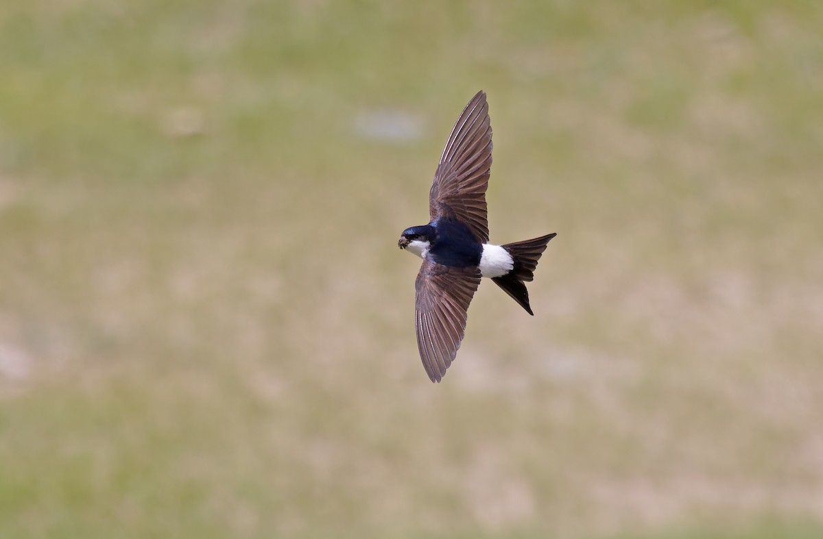 Western House-Martin - ML620333595