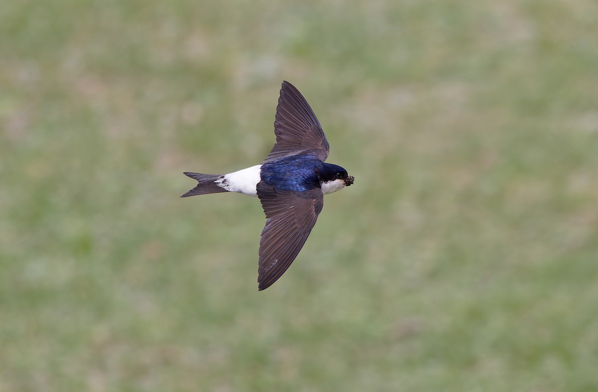 ニシイワツバメ（lagopodum） - ML620333601