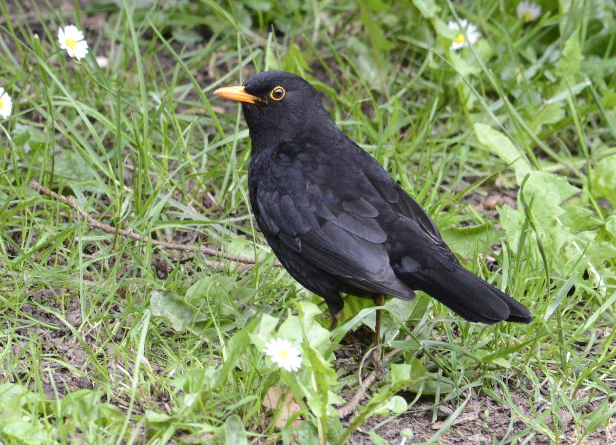 Eurasian Blackbird - ML620333605