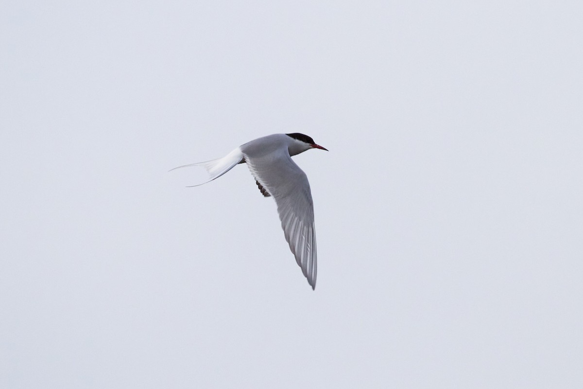 Arctic Tern - ML620333608