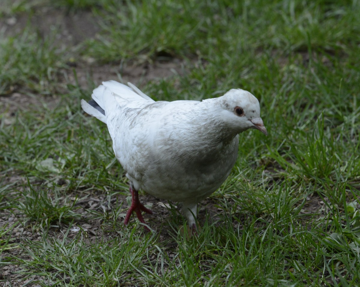 Сизый голубь (Одомашненного типа) - ML620333618