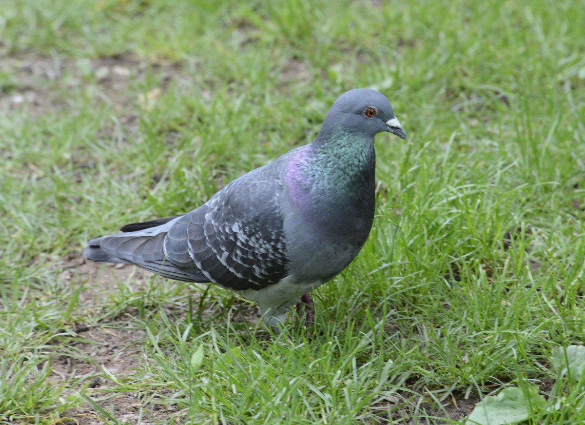 Rock Pigeon (Feral Pigeon) - ML620333619