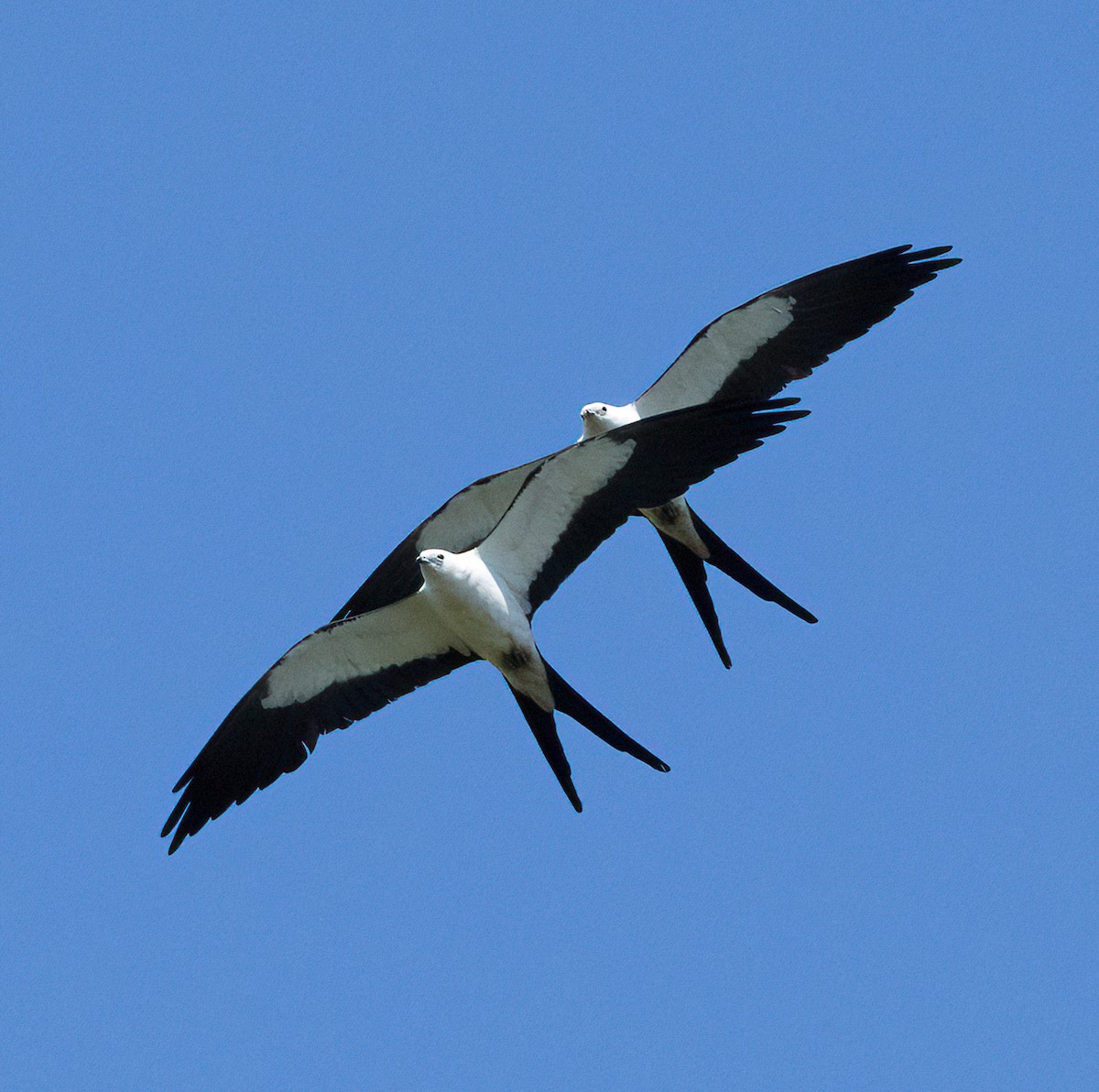 Swallow-tailed Kite - ML620333629