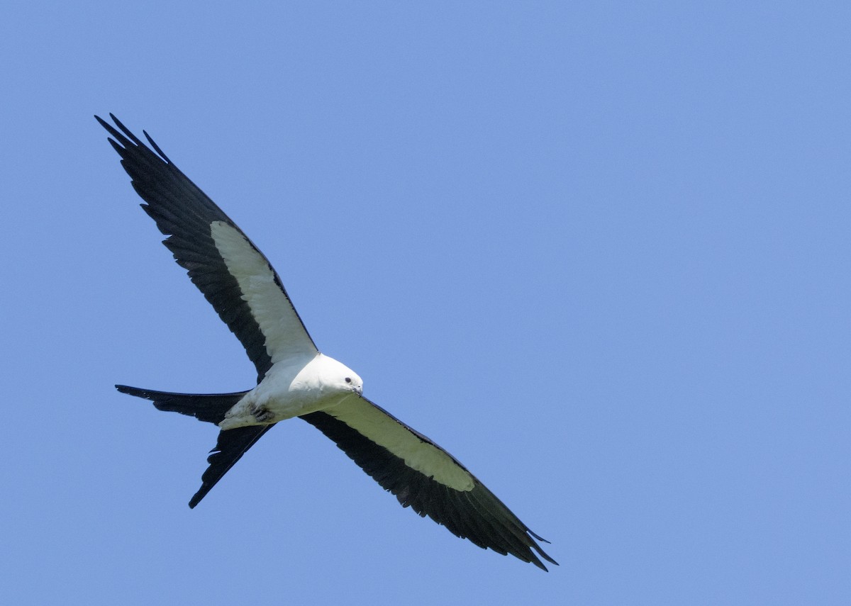 Swallow-tailed Kite - ML620333631
