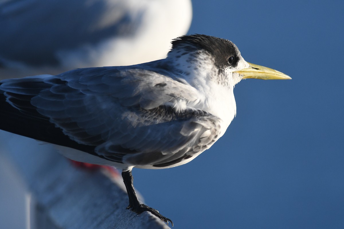 鳳頭燕鷗 - ML620333632