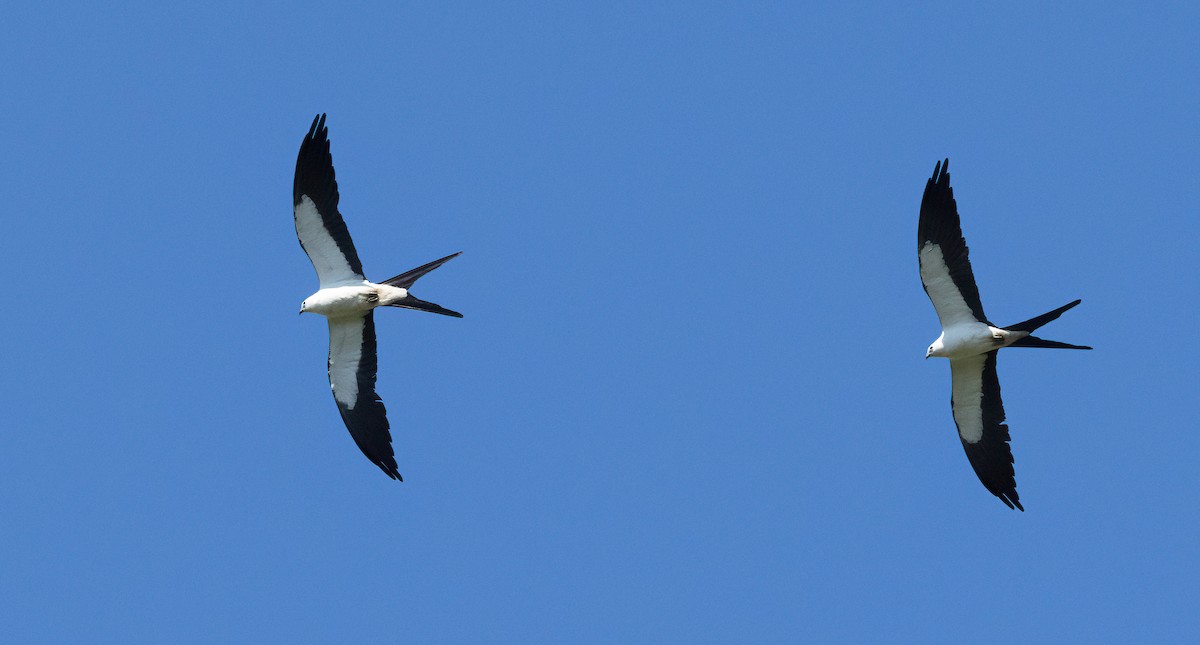 Swallow-tailed Kite - ML620333633
