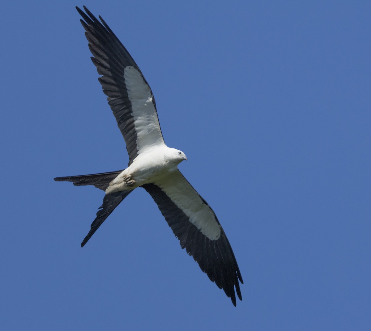 Swallow-tailed Kite - ML620333634