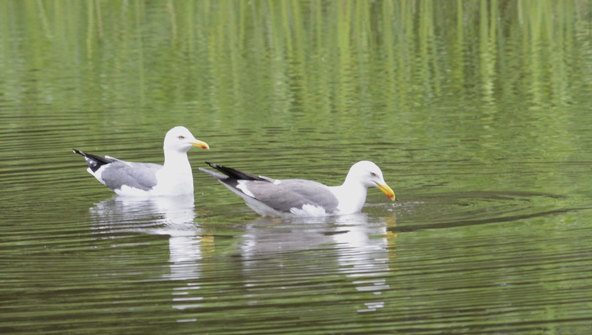 Lesser Black-backed Gull - ML620333638