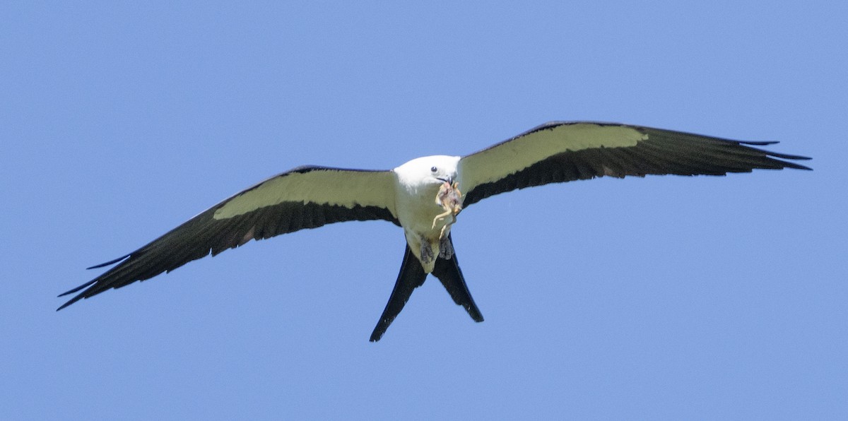 Swallow-tailed Kite - ML620333640