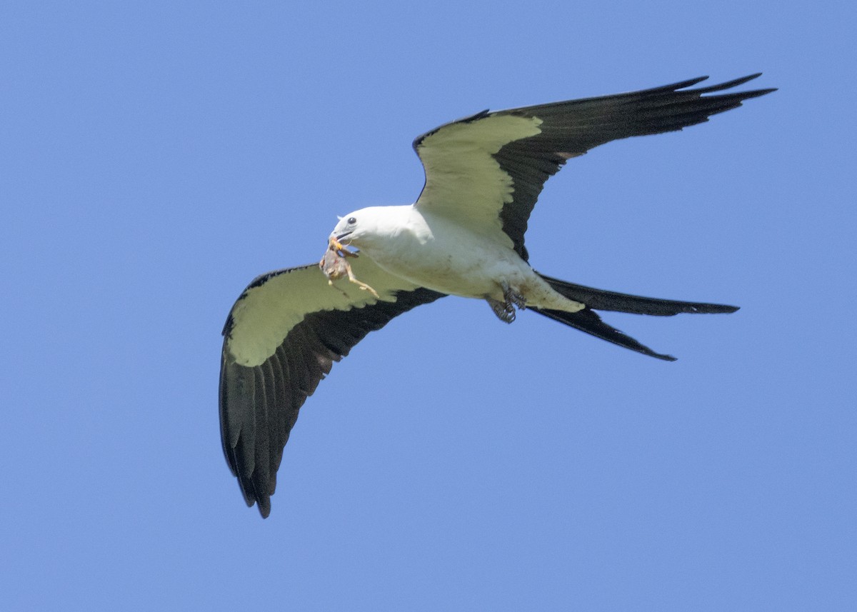Swallow-tailed Kite - ML620333641