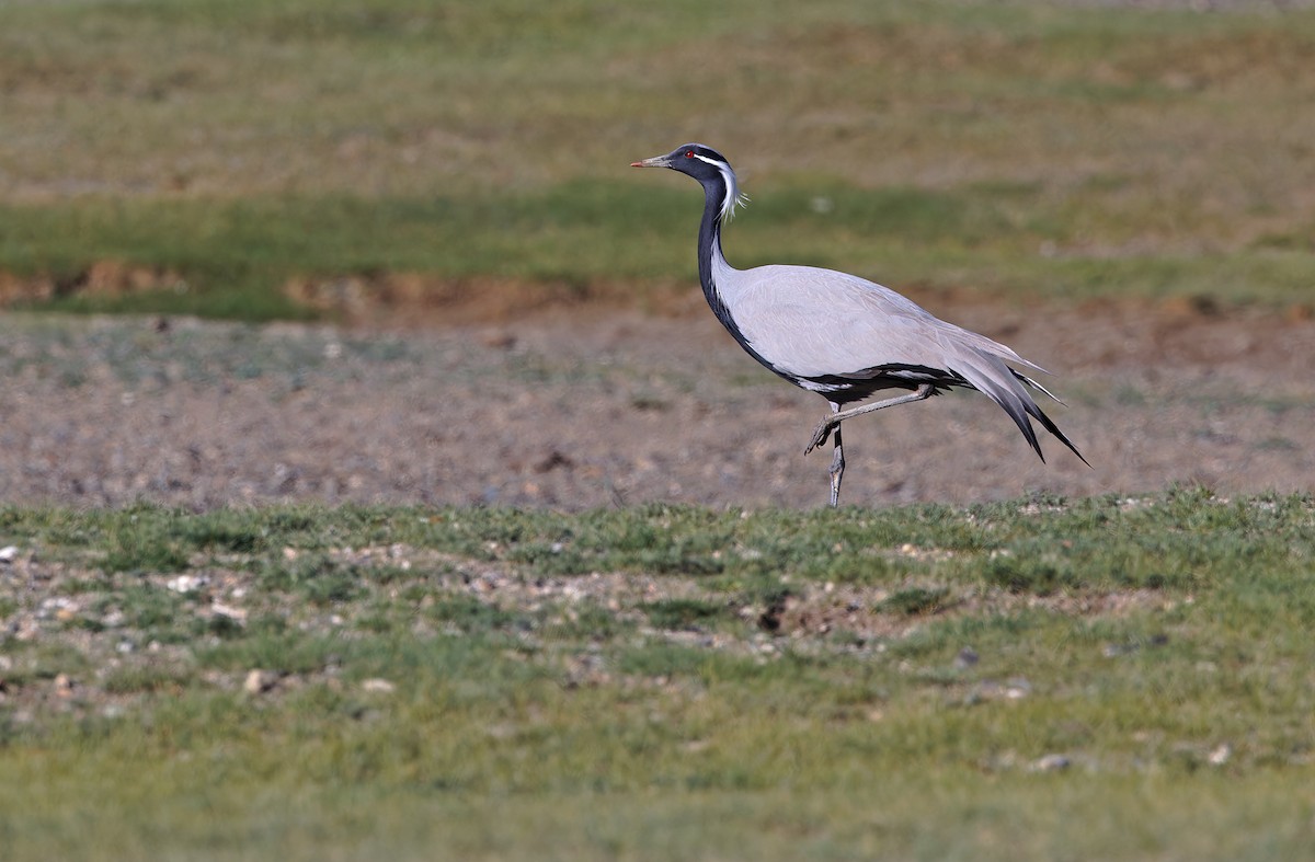 Grulla Damisela - ML620333647