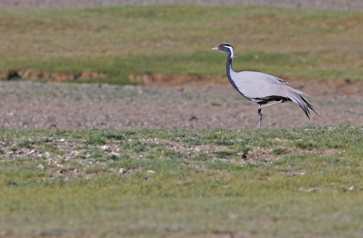 Demoiselle Crane - ML620333649