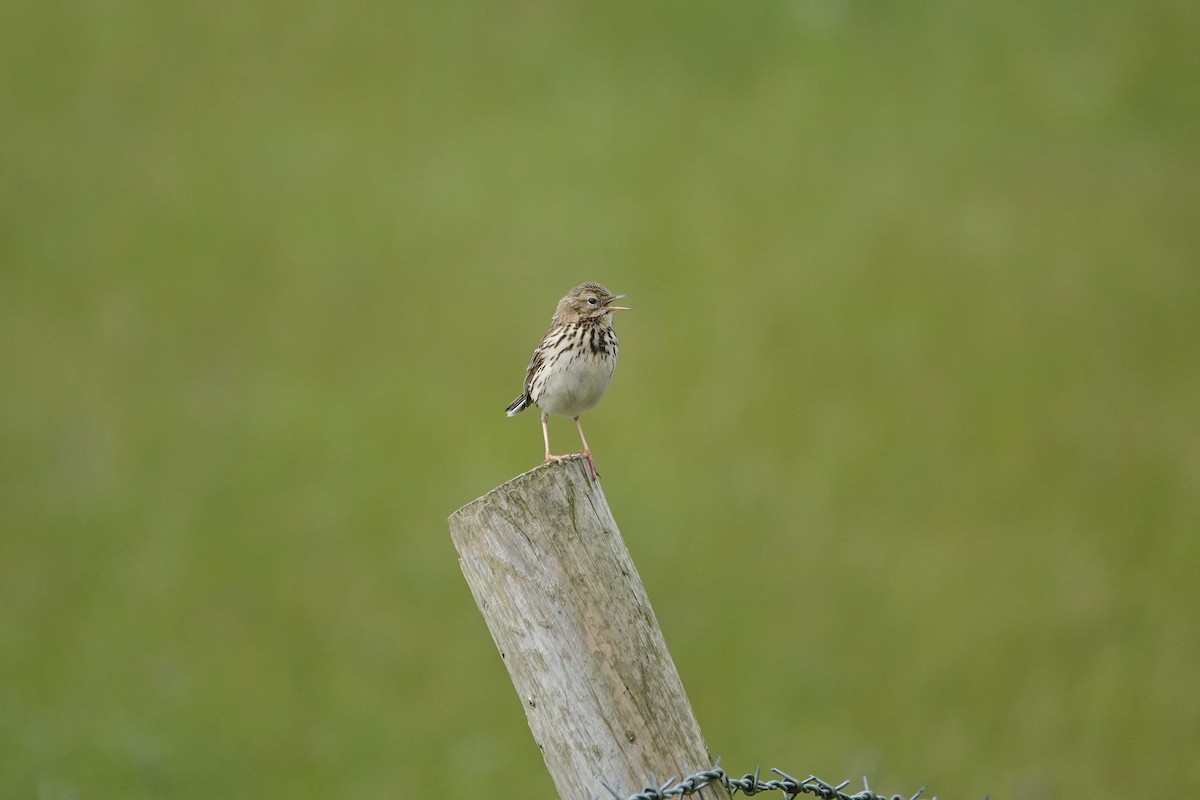 Meadow Pipit - ML620333651