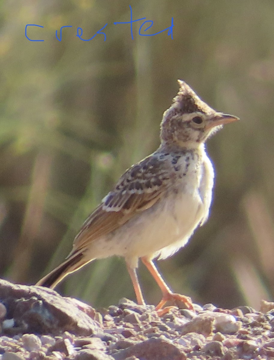 Cochevis huppé (groupe cristata) - ML620333652