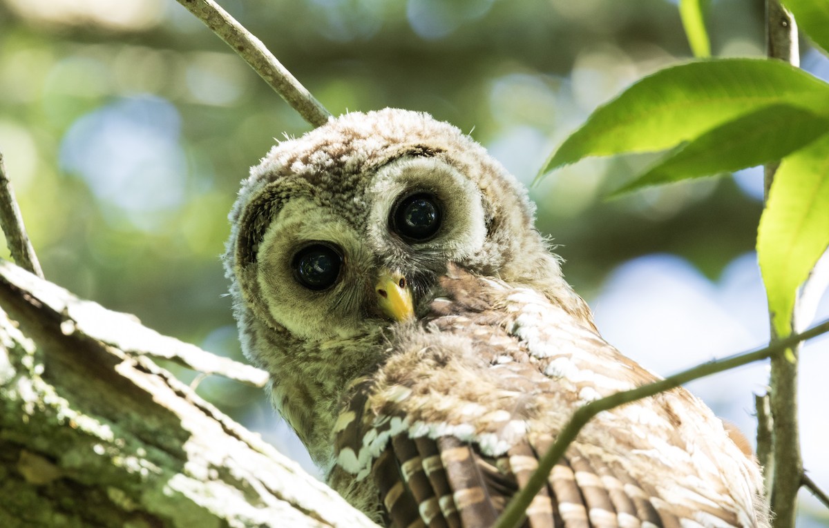 Barred Owl - ML620333653