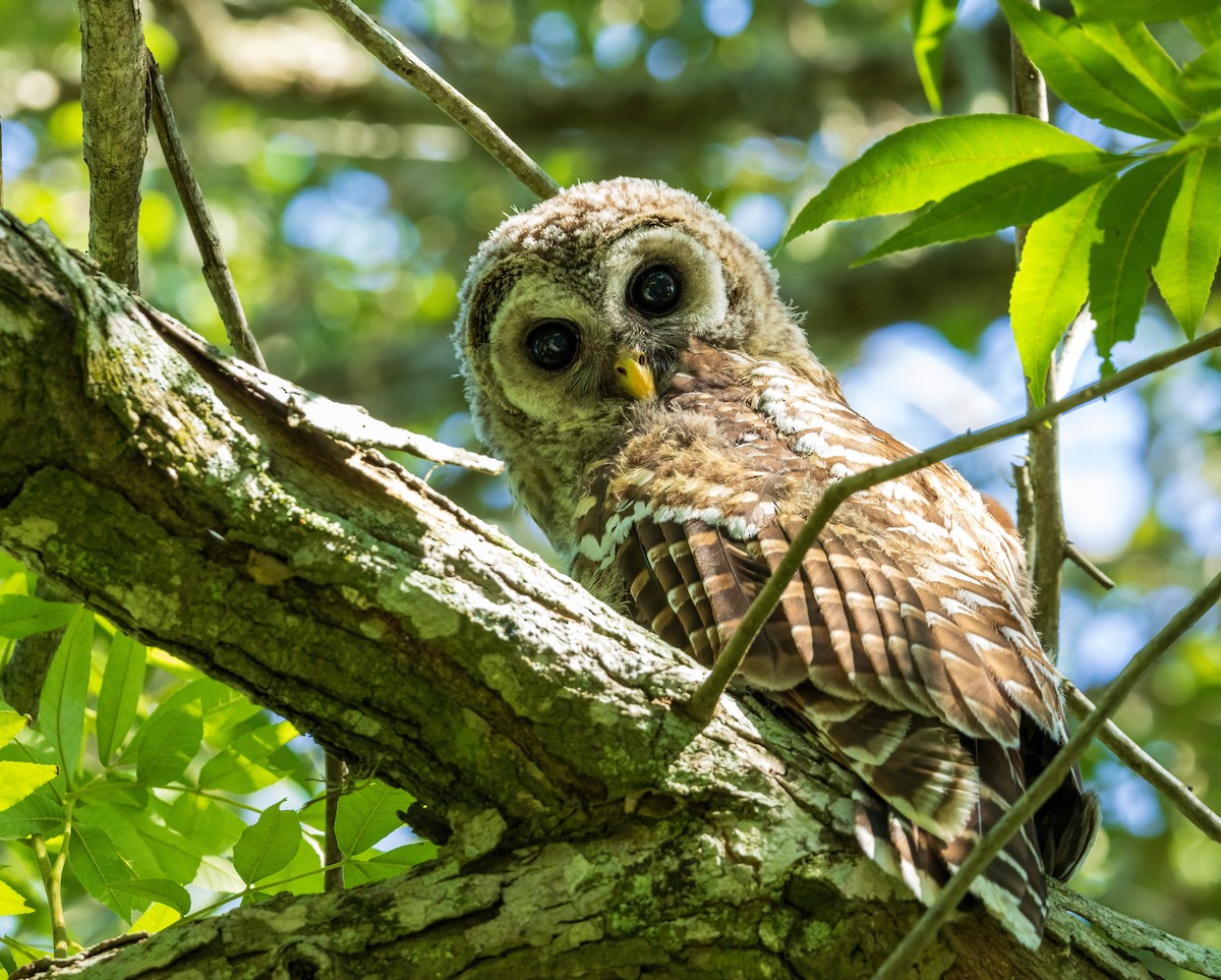 Barred Owl - ML620333658