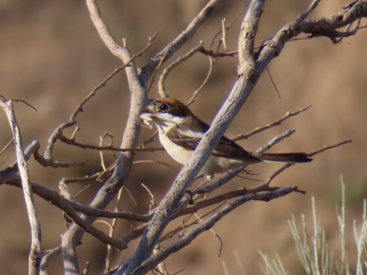 Woodchat Shrike - ML620333664