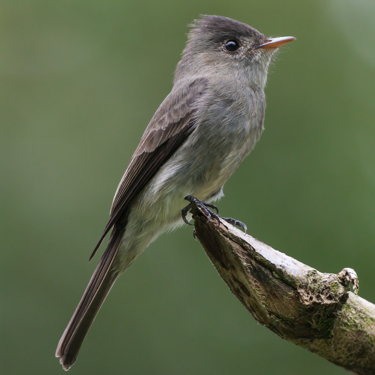 Southern Tropical Pewee - ML620333690