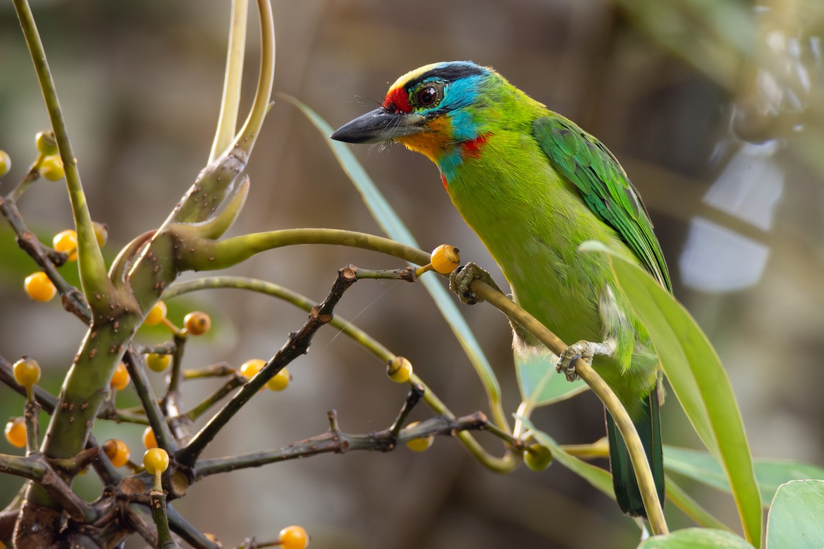 Kara Kaşlı Barbet - ML620333693