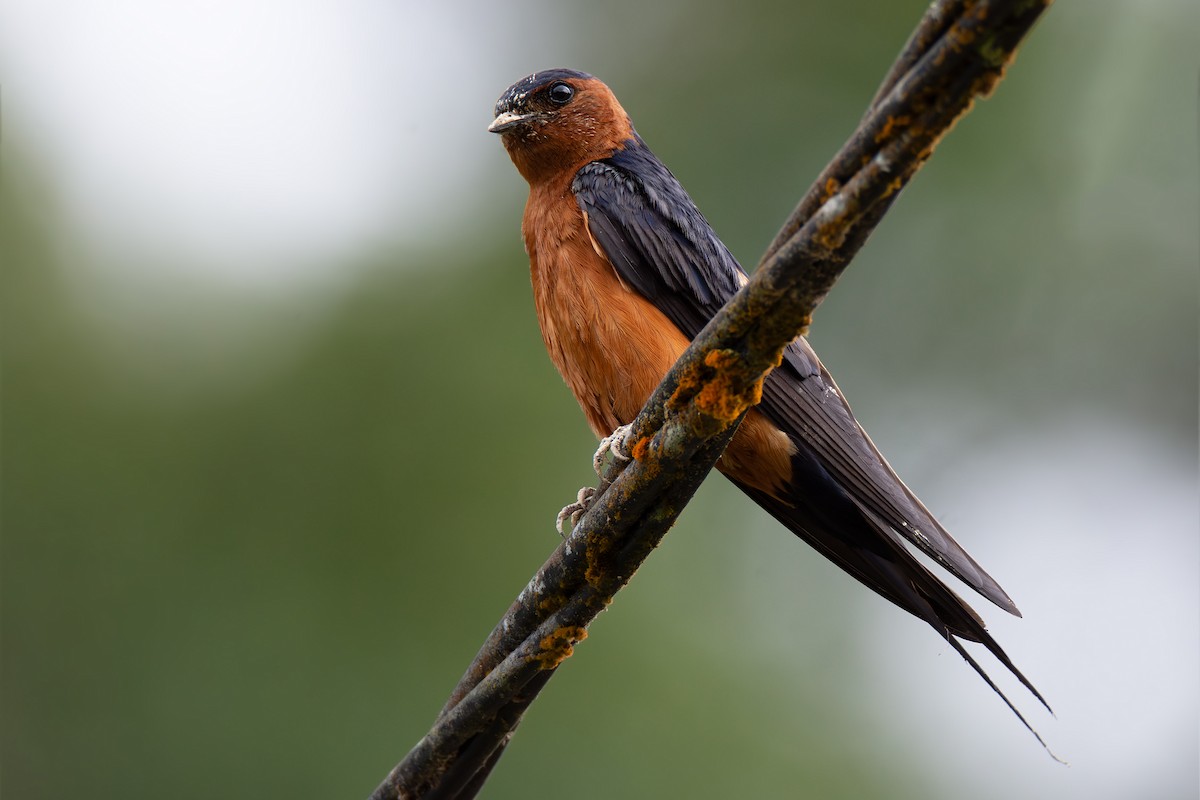 Rufous-bellied Swallow - ML620333697