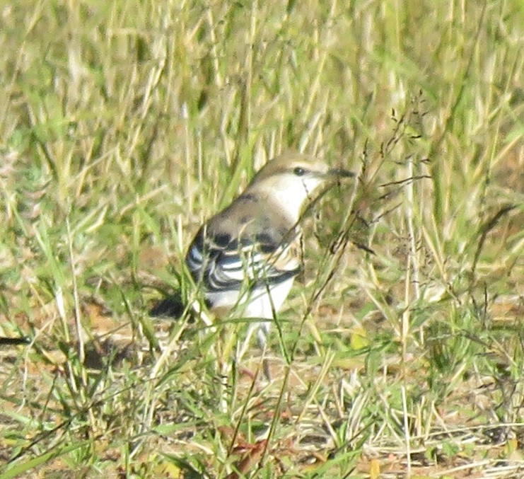 Échenilleur tricolore - ML620333711