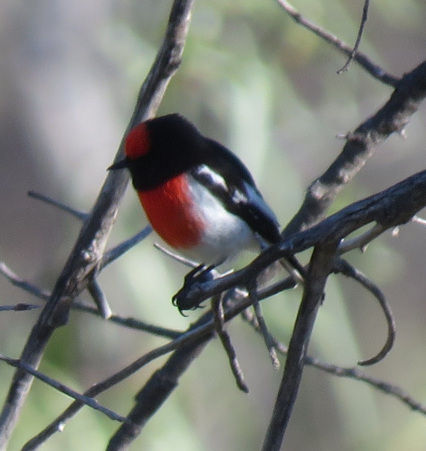 Red-capped Robin - ML620333714