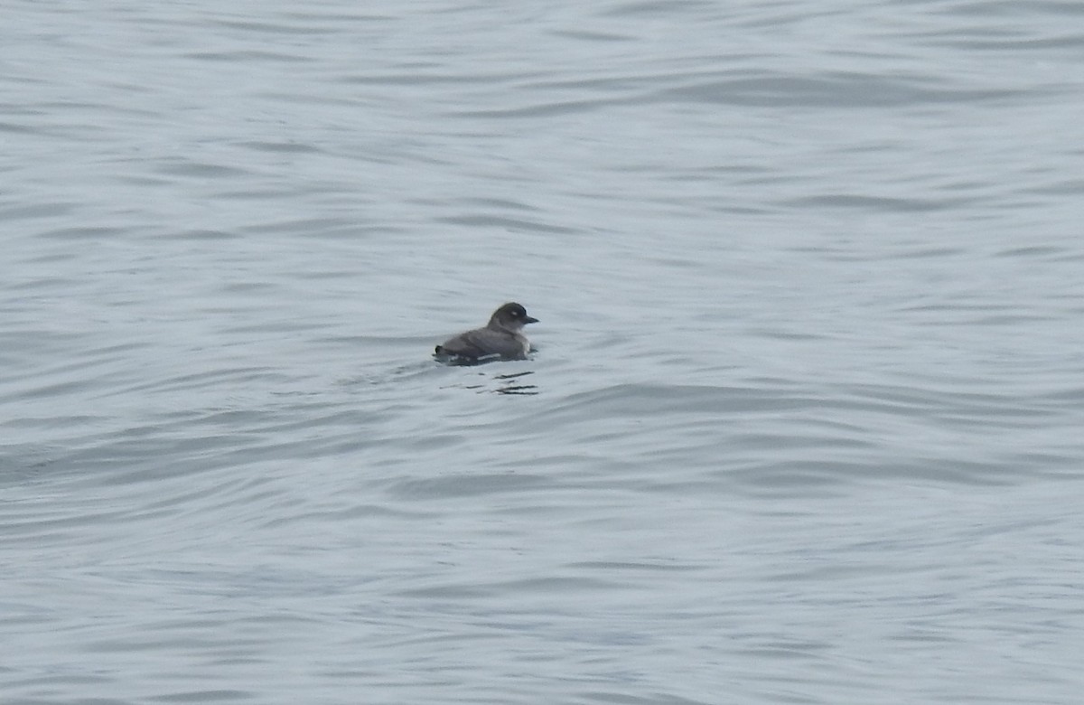 Cassin's Auklet - ML620333716